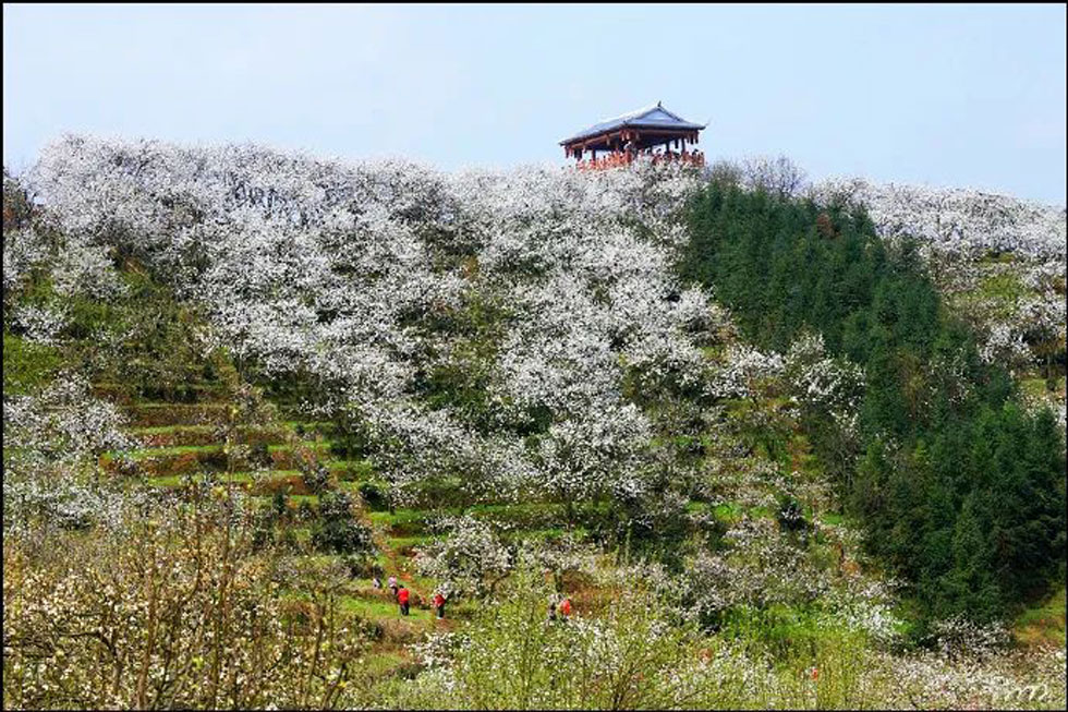 【春天，广西桂林灌阳县向您发出邀请！】我们在灌阳看梨花 - 游山玩水 - 内江生活社区 - 内江28生活网 scnj.28life.net