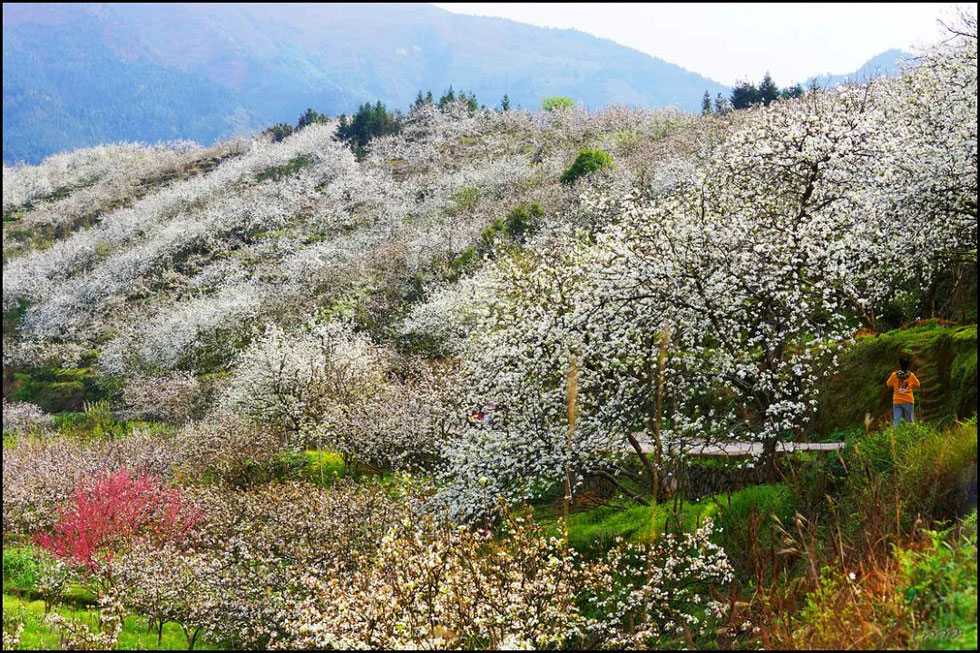 【春天，广西桂林灌阳县向您发出邀请！】我们在灌阳看梨花 - 游山玩水 - 内江生活社区 - 内江28生活网 scnj.28life.net