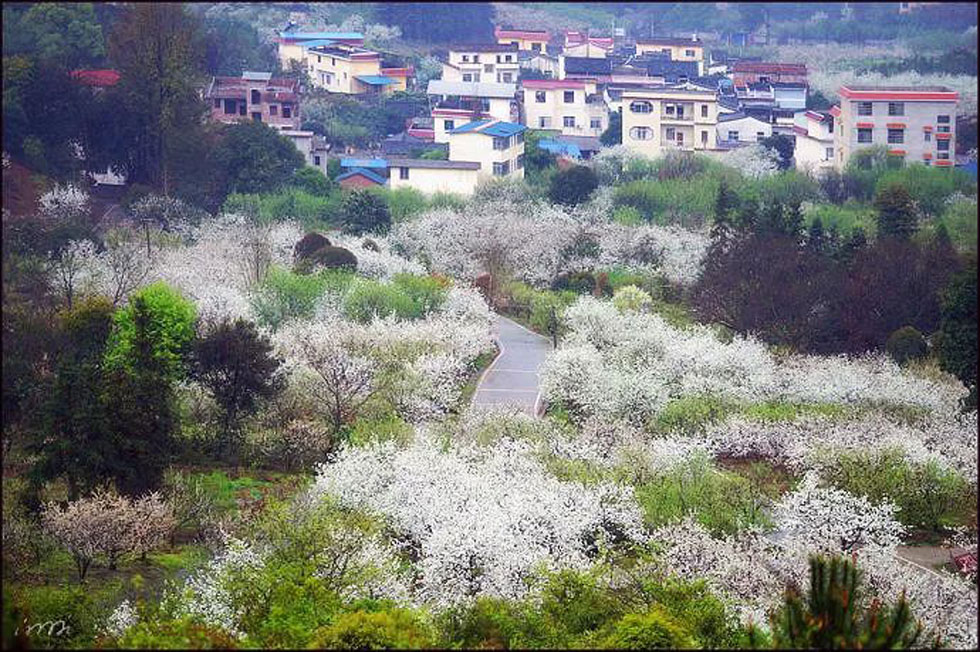 【春天，广西桂林灌阳县向您发出邀请！】我们在灌阳看梨花 - 游山玩水 - 内江生活社区 - 内江28生活网 scnj.28life.net