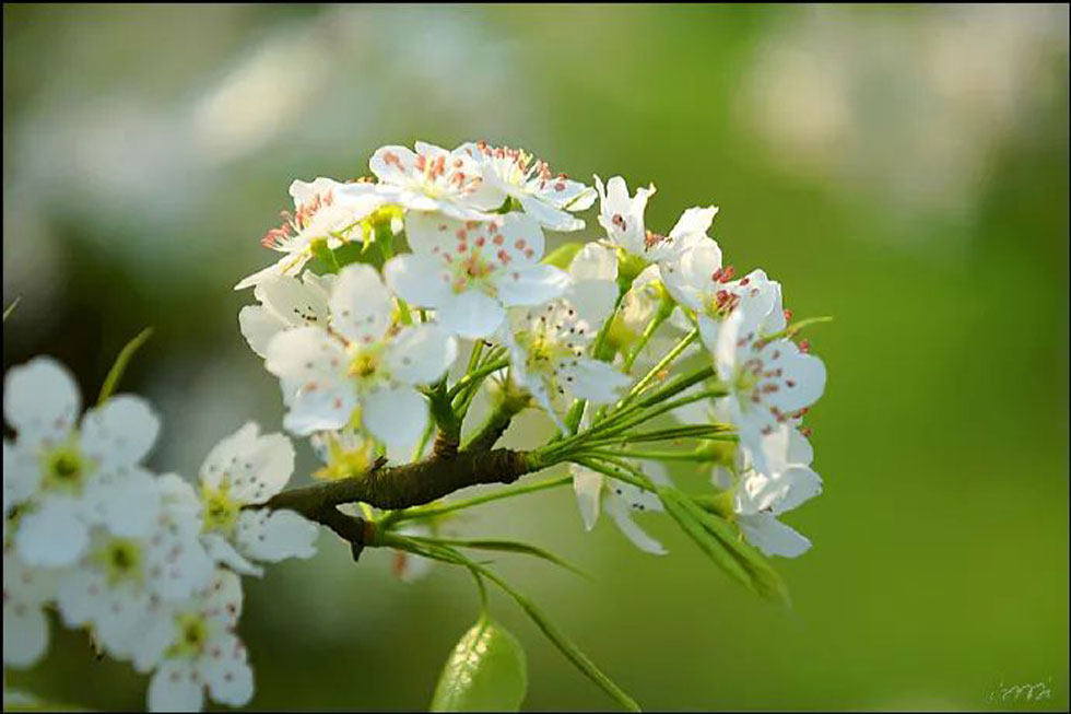 【春天，广西桂林灌阳县向您发出邀请！】我们在灌阳看梨花 - 游山玩水 - 内江生活社区 - 内江28生活网 scnj.28life.net