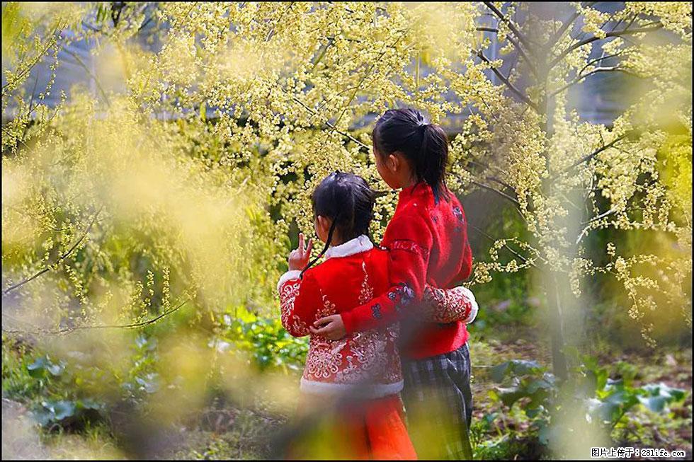 【春天，广西桂林灌阳县向您发出邀请！】米珠山前有片山苍子花在飘香 - 游山玩水 - 内江生活社区 - 内江28生活网 scnj.28life.net