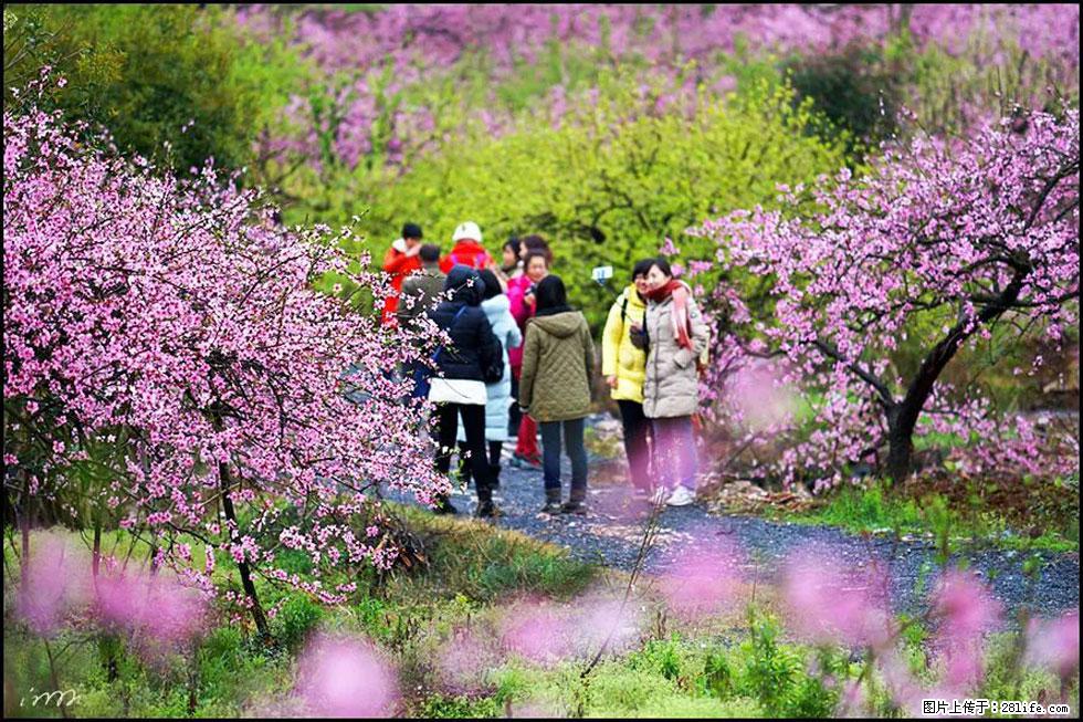 【春天，广西桂林灌阳县向您发出邀请！】官庄村有个醉美的桃花园 - 游山玩水 - 内江生活社区 - 内江28生活网 scnj.28life.net
