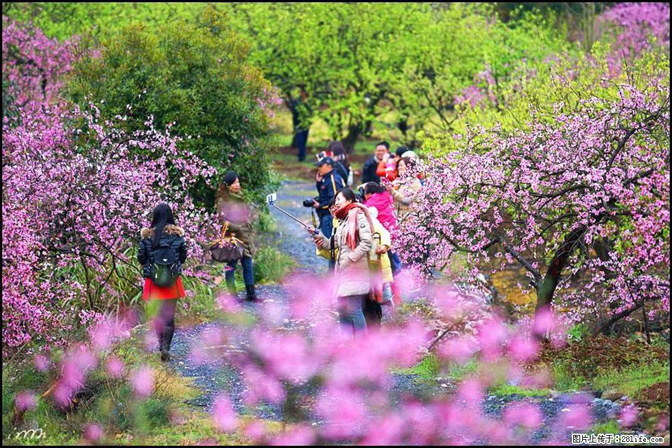 【春天，广西桂林灌阳县向您发出邀请！】官庄村有个醉美的桃花园 - 游山玩水 - 内江生活社区 - 内江28生活网 scnj.28life.net