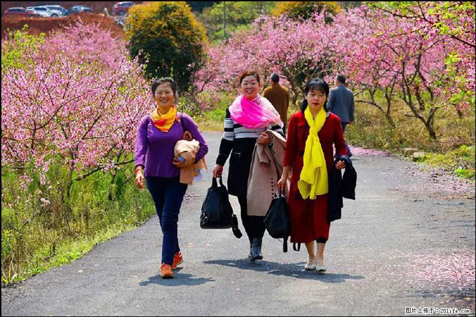 【春天，广西桂林灌阳县向您发出邀请！】官庄村有个醉美的桃花园 - 游山玩水 - 内江生活社区 - 内江28生活网 scnj.28life.net