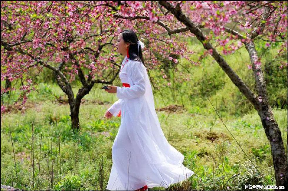【春天，广西桂林灌阳县向您发出邀请！】官庄村有个醉美的桃花园 - 游山玩水 - 内江生活社区 - 内江28生活网 scnj.28life.net