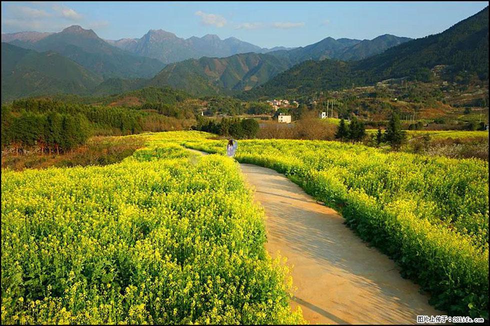 【春天，广西桂林灌阳县向您发出邀请！】长坪村油菜盛情花开 - 游山玩水 - 内江生活社区 - 内江28生活网 scnj.28life.net
