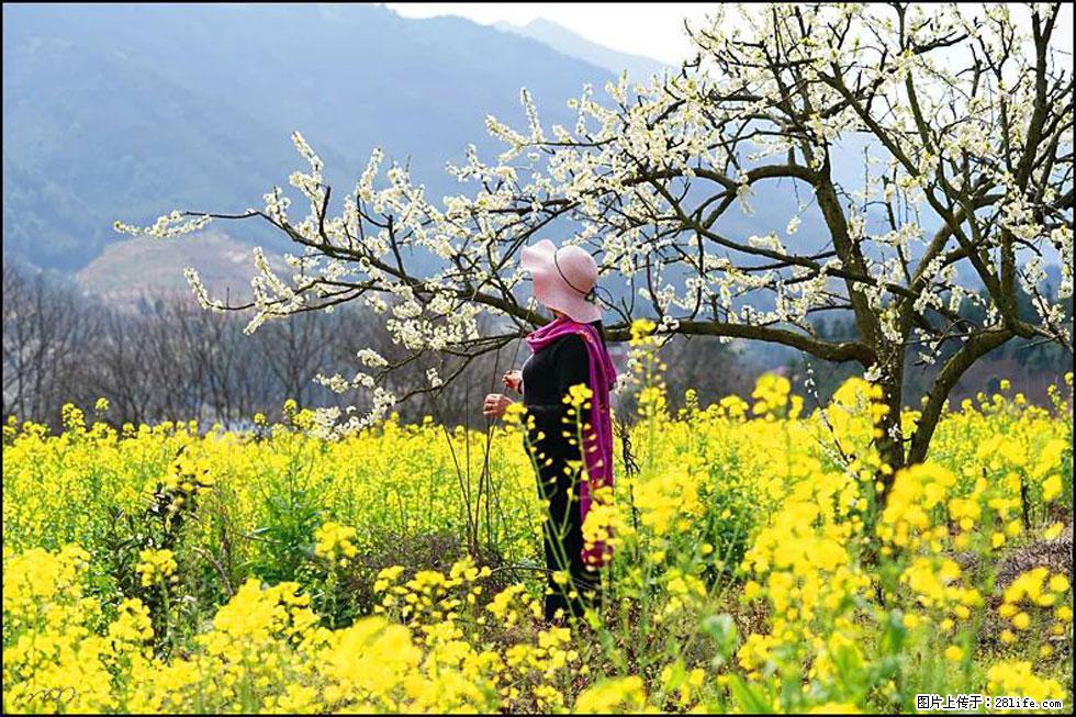 【春天，广西桂林灌阳县向您发出邀请！】长坪村油菜盛情花开 - 游山玩水 - 内江生活社区 - 内江28生活网 scnj.28life.net