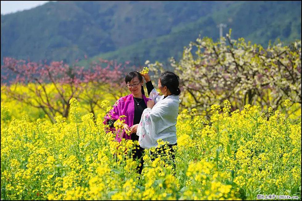 【春天，广西桂林灌阳县向您发出邀请！】长坪村油菜盛情花开 - 游山玩水 - 内江生活社区 - 内江28生活网 scnj.28life.net