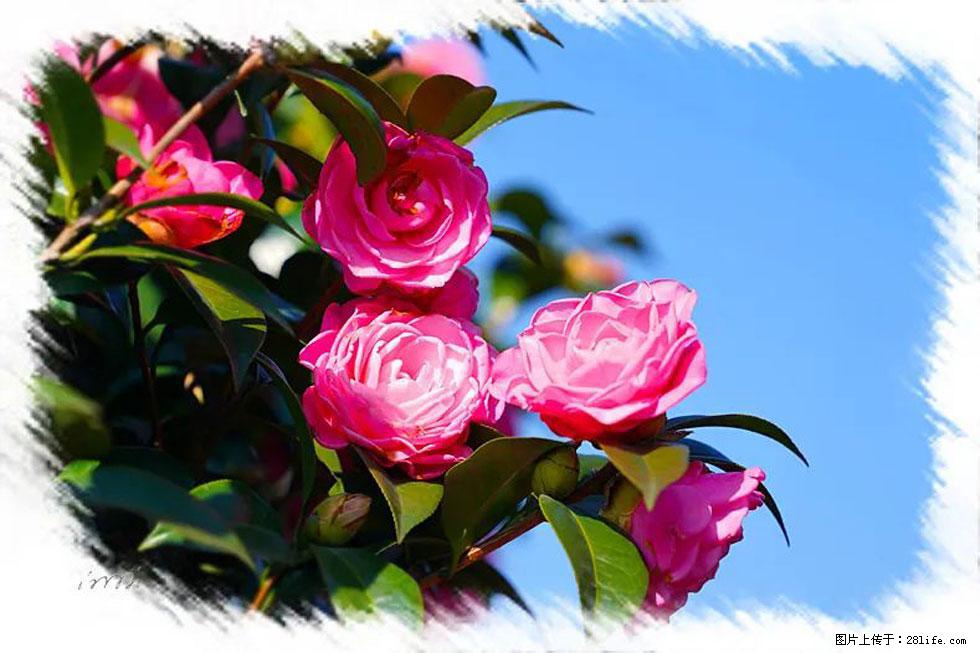 【春天，广西桂林灌阳县向您发出邀请！】杨柳井茶花惹人爱 - 游山玩水 - 内江生活社区 - 内江28生活网 scnj.28life.net