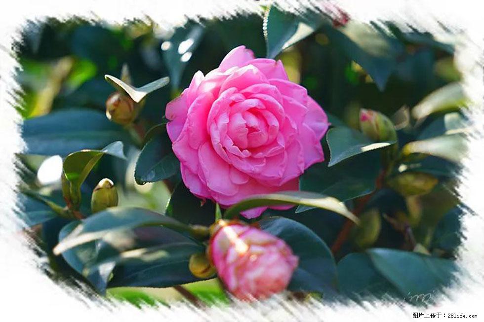 【春天，广西桂林灌阳县向您发出邀请！】杨柳井茶花惹人爱 - 游山玩水 - 内江生活社区 - 内江28生活网 scnj.28life.net