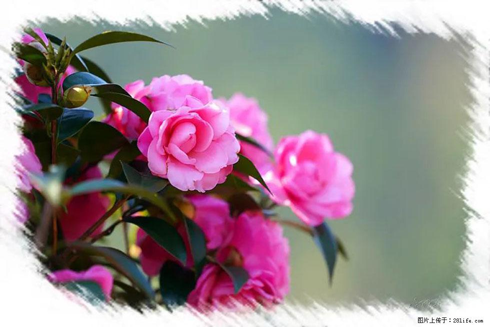 【春天，广西桂林灌阳县向您发出邀请！】杨柳井茶花惹人爱 - 游山玩水 - 内江生活社区 - 内江28生活网 scnj.28life.net