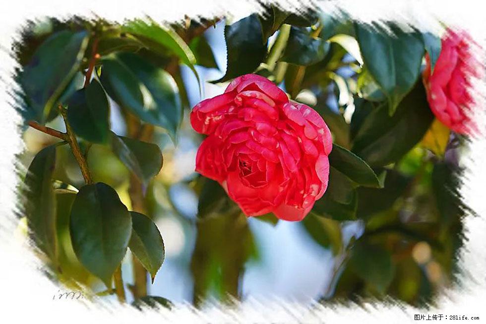 【春天，广西桂林灌阳县向您发出邀请！】杨柳井茶花惹人爱 - 游山玩水 - 内江生活社区 - 内江28生活网 scnj.28life.net