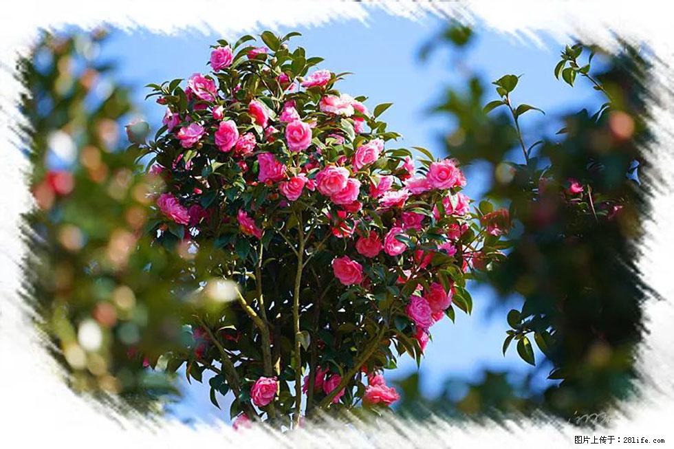 【春天，广西桂林灌阳县向您发出邀请！】杨柳井茶花惹人爱 - 游山玩水 - 内江生活社区 - 内江28生活网 scnj.28life.net
