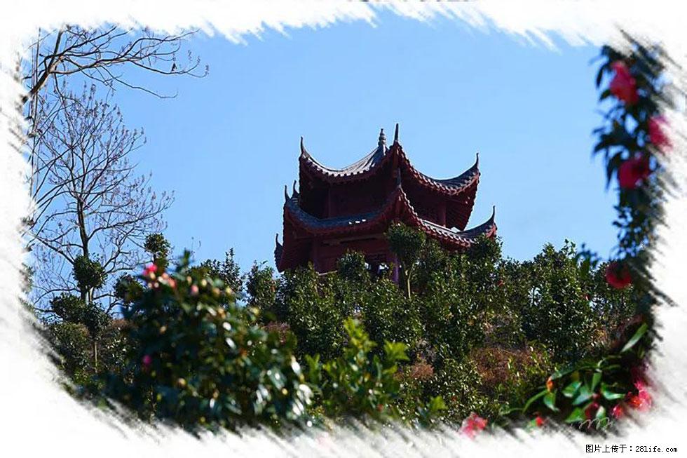 【春天，广西桂林灌阳县向您发出邀请！】杨柳井茶花惹人爱 - 游山玩水 - 内江生活社区 - 内江28生活网 scnj.28life.net