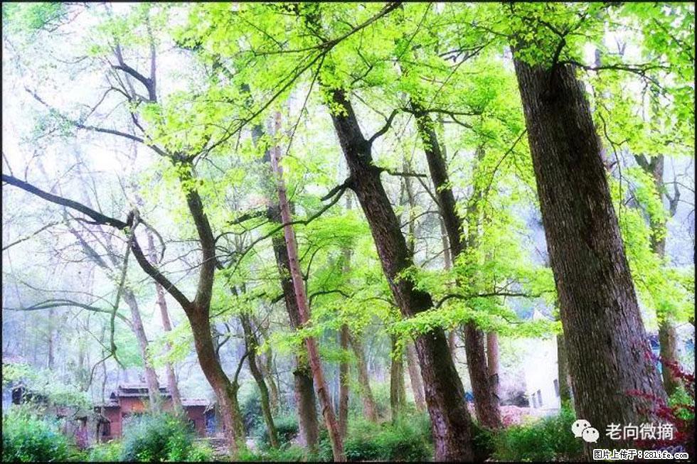 【春天，广西桂林灌阳县向您发出邀请！】在小龙村与春天约会 - 游山玩水 - 内江生活社区 - 内江28生活网 scnj.28life.net