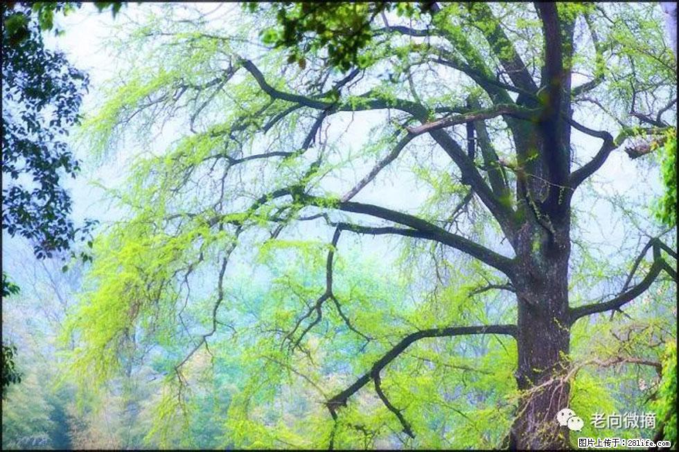 【春天，广西桂林灌阳县向您发出邀请！】在小龙村与春天约会 - 游山玩水 - 内江生活社区 - 内江28生活网 scnj.28life.net