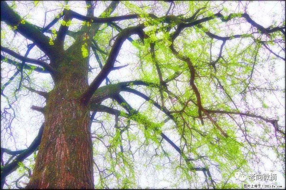 【春天，广西桂林灌阳县向您发出邀请！】在小龙村与春天约会 - 游山玩水 - 内江生活社区 - 内江28生活网 scnj.28life.net