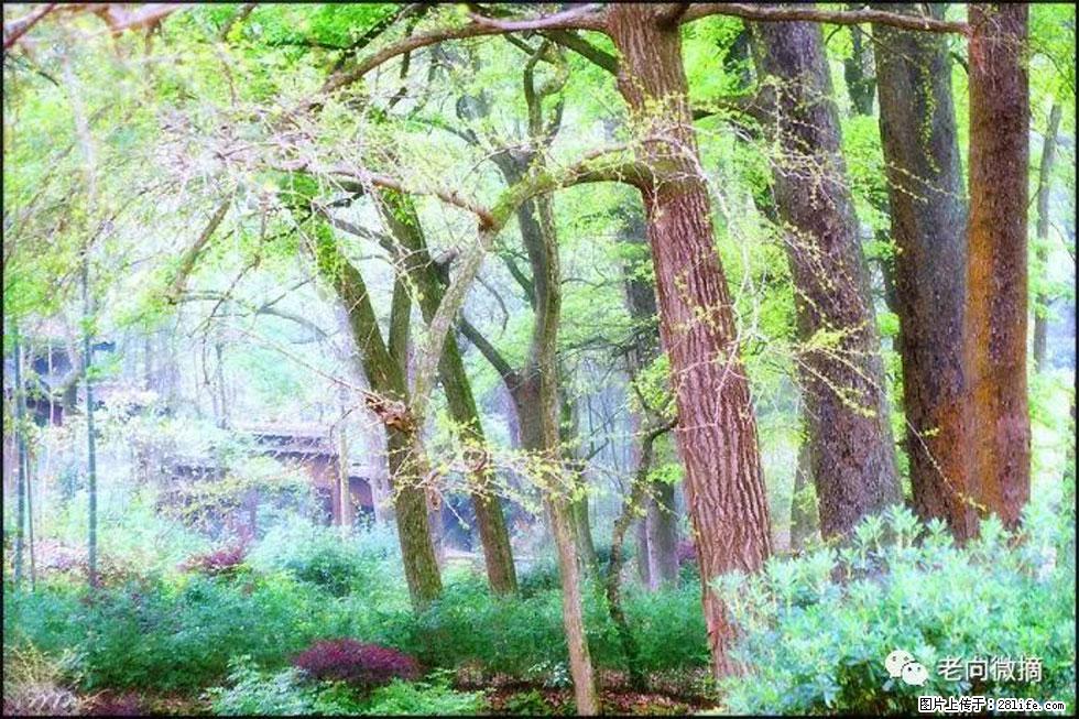 【春天,广西桂林灌阳县向您发出邀请!】在小龙村与春天约会 - 游山玩水 - 内江生活社区 - 内江28生活网 scnj.28life.net