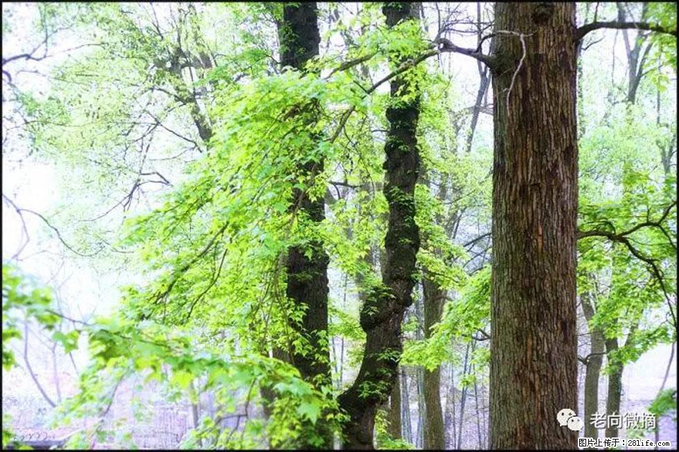 【春天，广西桂林灌阳县向您发出邀请！】在小龙村与春天约会 - 游山玩水 - 内江生活社区 - 内江28生活网 scnj.28life.net