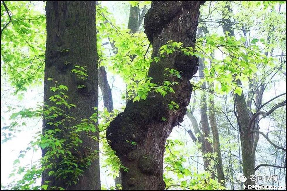 【春天，广西桂林灌阳县向您发出邀请！】在小龙村与春天约会 - 游山玩水 - 内江生活社区 - 内江28生活网 scnj.28life.net