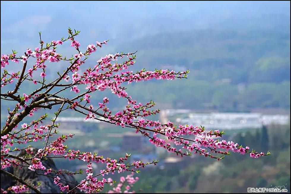 【春天，广西桂林灌阳县向您发出邀请！】望月岭上桃花开 - 游山玩水 - 内江生活社区 - 内江28生活网 scnj.28life.net