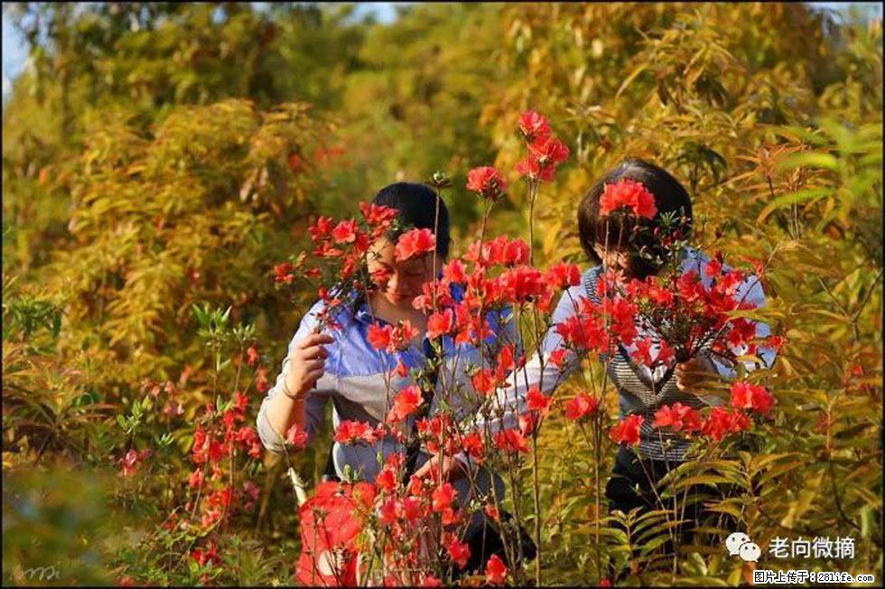 【春天，广西桂林灌阳县向您发出邀请！】登麒麟山，相约映山红 - 游山玩水 - 内江生活社区 - 内江28生活网 scnj.28life.net