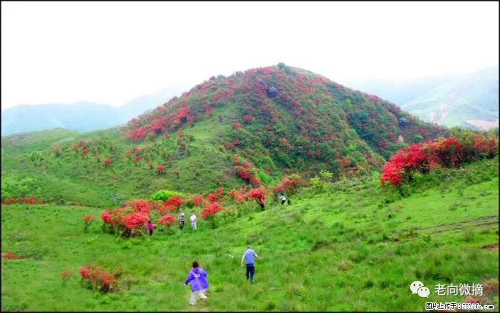 【春天，广西桂林灌阳县向您发出邀请！】宝盖山上映山红 - 游山玩水 - 内江生活社区 - 内江28生活网 scnj.28life.net