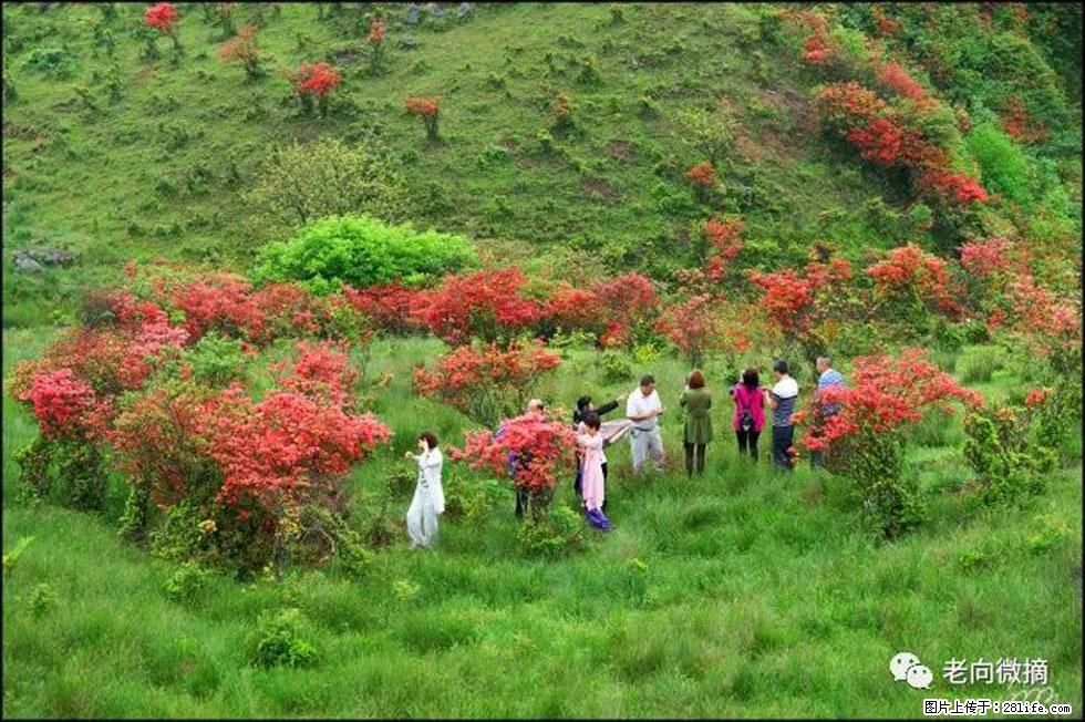 【春天，广西桂林灌阳县向您发出邀请！】宝盖山上映山红 - 游山玩水 - 内江生活社区 - 内江28生活网 scnj.28life.net