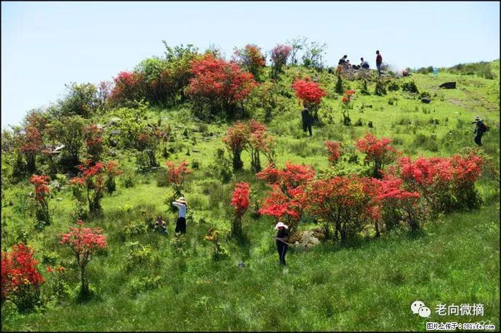 【春天，广西桂林灌阳县向您发出邀请！】宝盖山上映山红 - 游山玩水 - 内江生活社区 - 内江28生活网 scnj.28life.net