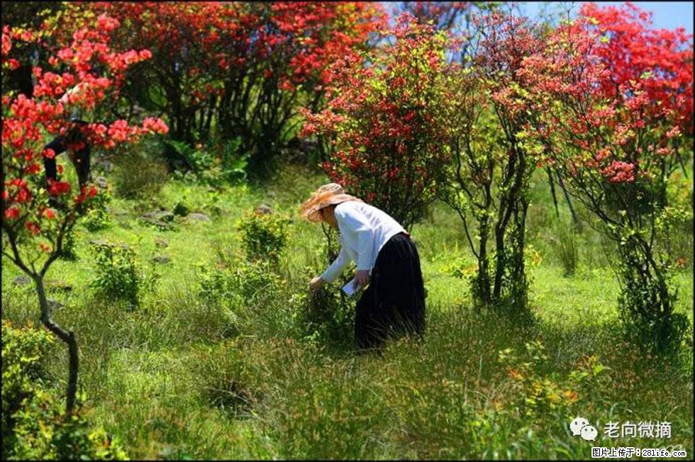 【春天，广西桂林灌阳县向您发出邀请！】宝盖山上映山红 - 游山玩水 - 内江生活社区 - 内江28生活网 scnj.28life.net
