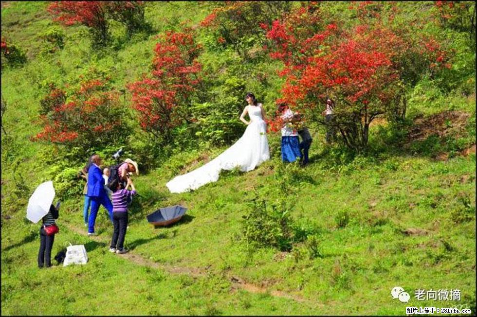 【春天，广西桂林灌阳县向您发出邀请！】宝盖山上映山红 - 游山玩水 - 内江生活社区 - 内江28生活网 scnj.28life.net