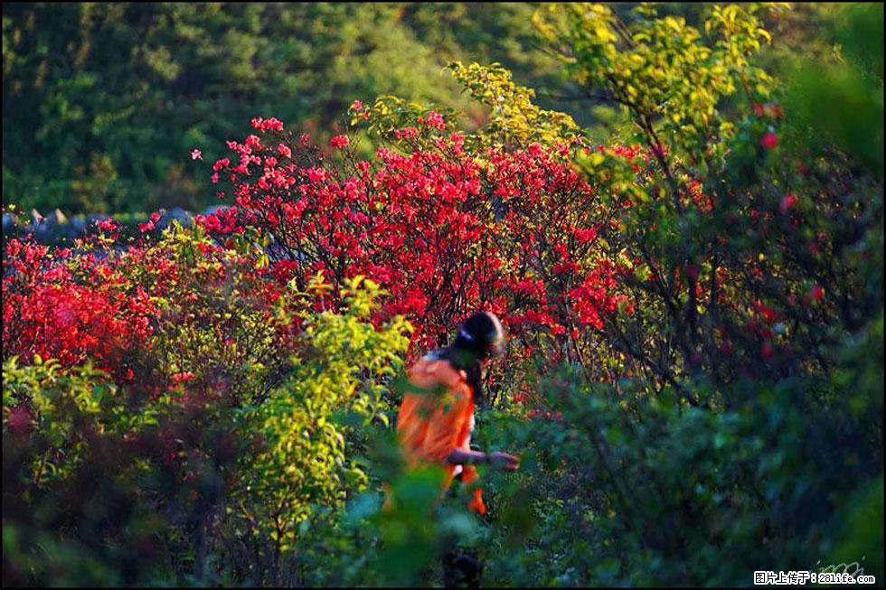 【春天，广西桂林灌阳县向您发出邀请！】春木界上映山红 - 游山玩水 - 内江生活社区 - 内江28生活网 scnj.28life.net