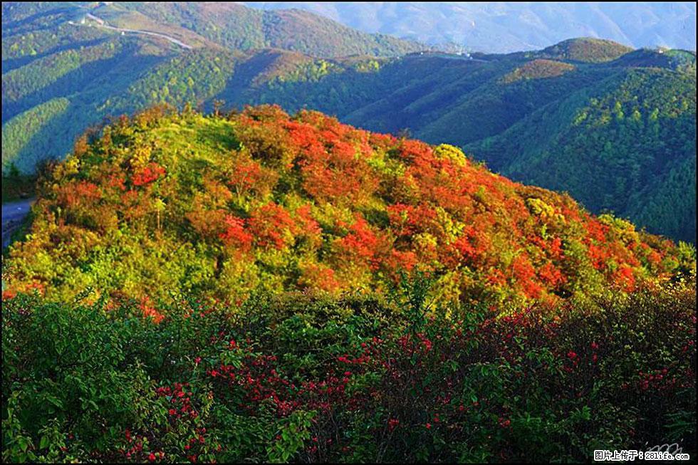 【春天，广西桂林灌阳县向您发出邀请！】春木界上映山红 - 游山玩水 - 内江生活社区 - 内江28生活网 scnj.28life.net