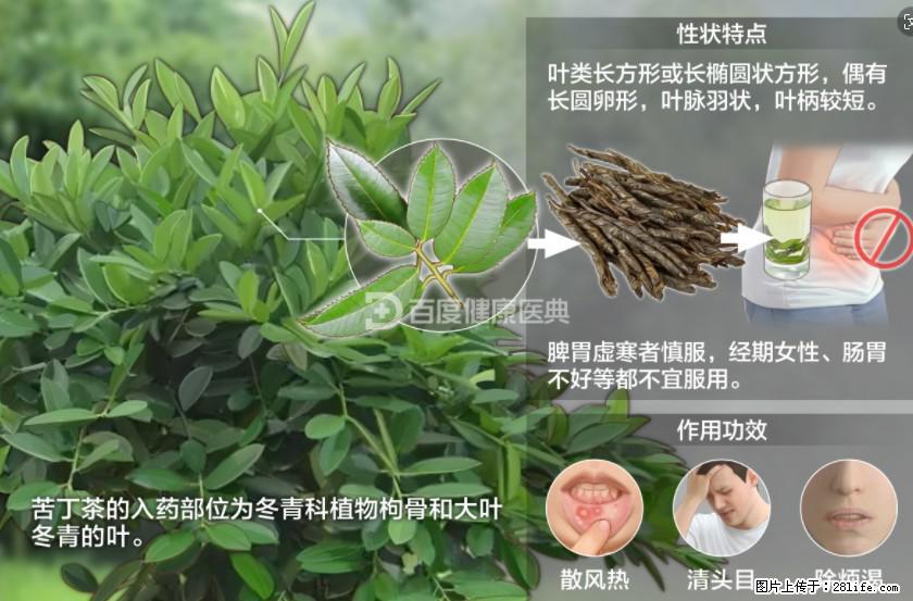 苦丁茶有哪些功效和作用 - 生活百科 - 内江生活社区 - 内江28生活网 scnj.28life.net
