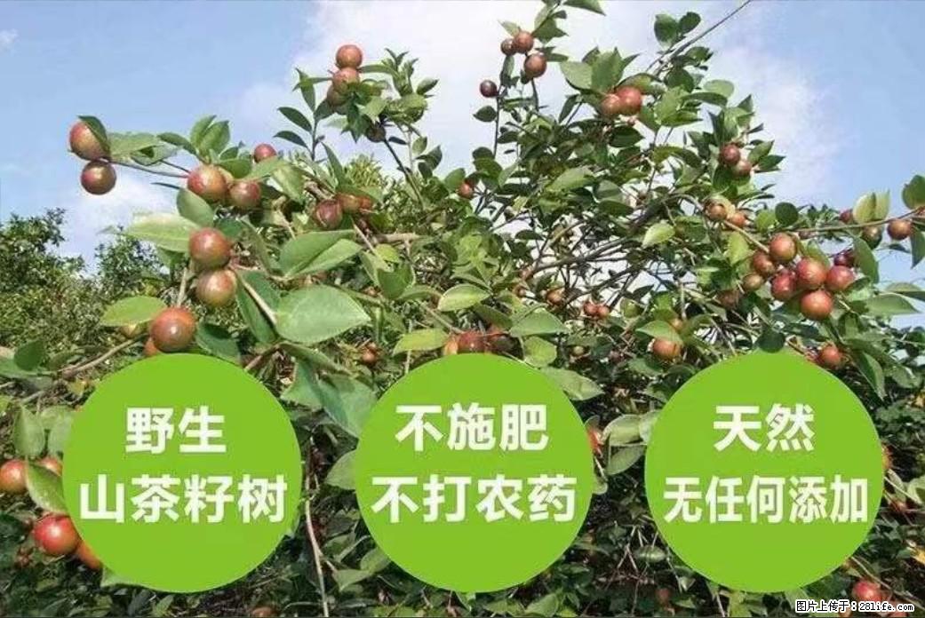 【灌阳县油茶产业示范区】一个有着充实的精神生活的人，对待身外之物自会有一种淡泊的态度 - 土特产 - 饮食特产 - 内江分类信息 - 内江28生活网 scnj.28life.net
