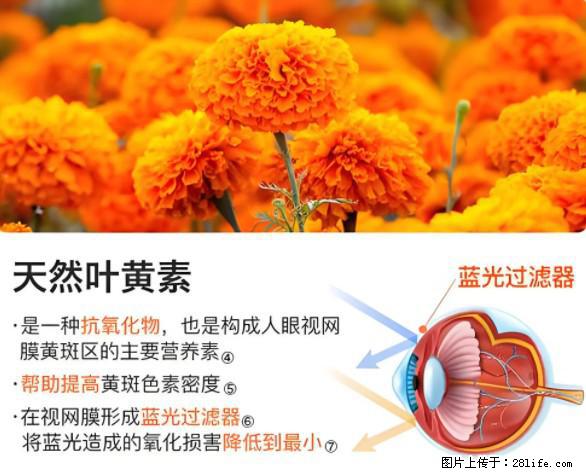 叶黄素有什么功效和作用 - 生活百科 - 内江生活社区 - 内江28生活网 scnj.28life.net