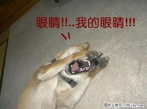 笑癫了！一女的怀孕三年未生，他终于忍不住了... - 娱乐八卦 - 内江生活社区 - 内江28生活网 scnj.28life.net