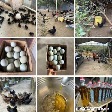 油茶园从小鸡仔开始养起的纯土鸡、土鸡蛋可以预定啦！还有前几天刚榨的纯山茶油哦 - 美食天地 - 内江生活社区 - 内江28生活网 scnj.28life.net