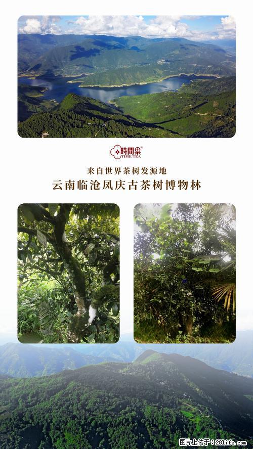 时间果百年古树2025年春红茶 - 购物交流 - 内江生活社区 - 内江28生活网 scnj.28life.net