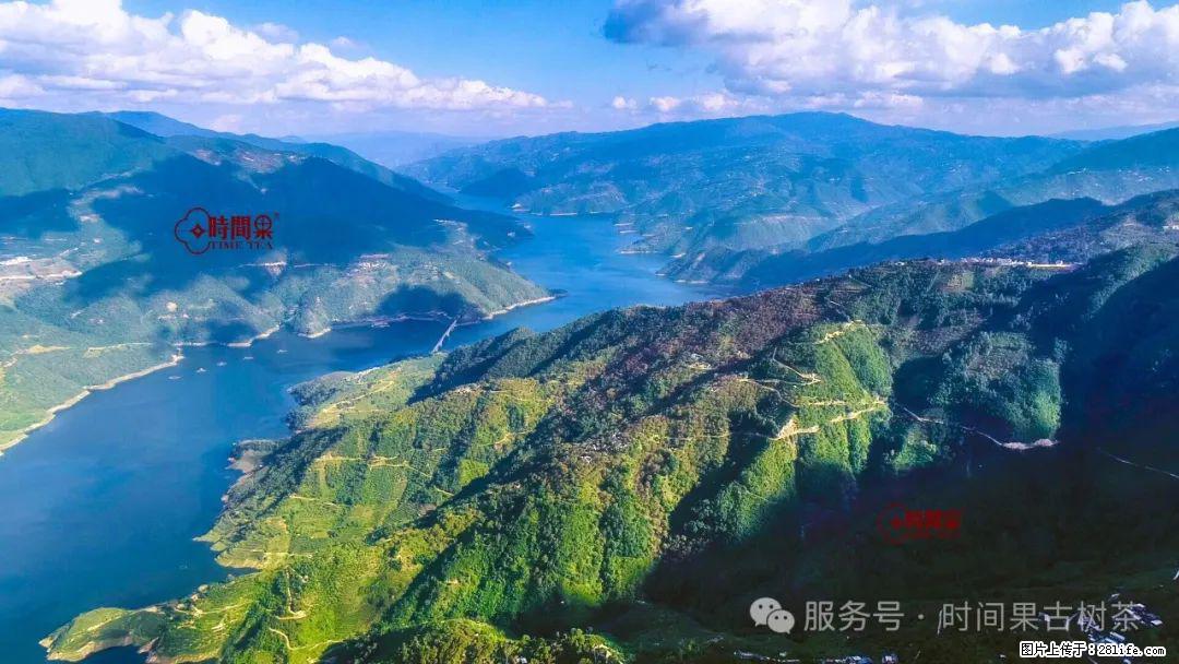 时间果百年古树龙珠普洱生茶 - 购物交流 - 内江生活社区 - 内江28生活网 scnj.28life.net