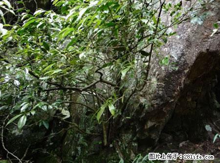 平乐石崖茶，珍贵仅次于金花茶 - 内江生活资讯 - 内江28生活网 scnj.28life.net