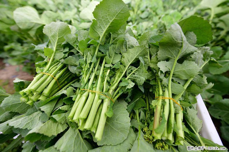 这些蔬菜是“天然钙片”，这6种被医生重点推荐 - 内江生活资讯 - 内江28生活网 scnj.28life.net